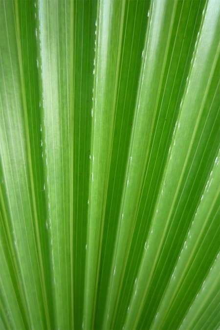 Kiuline vaðingtooniapalm Washingtonia filifera